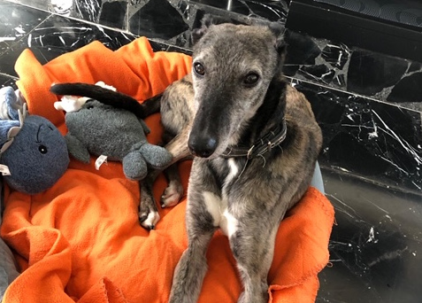 Unser Snelli hat ein Zuhause!