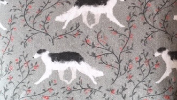 Herrlicher Barsoi-Rüde sucht ein neues Zuhause