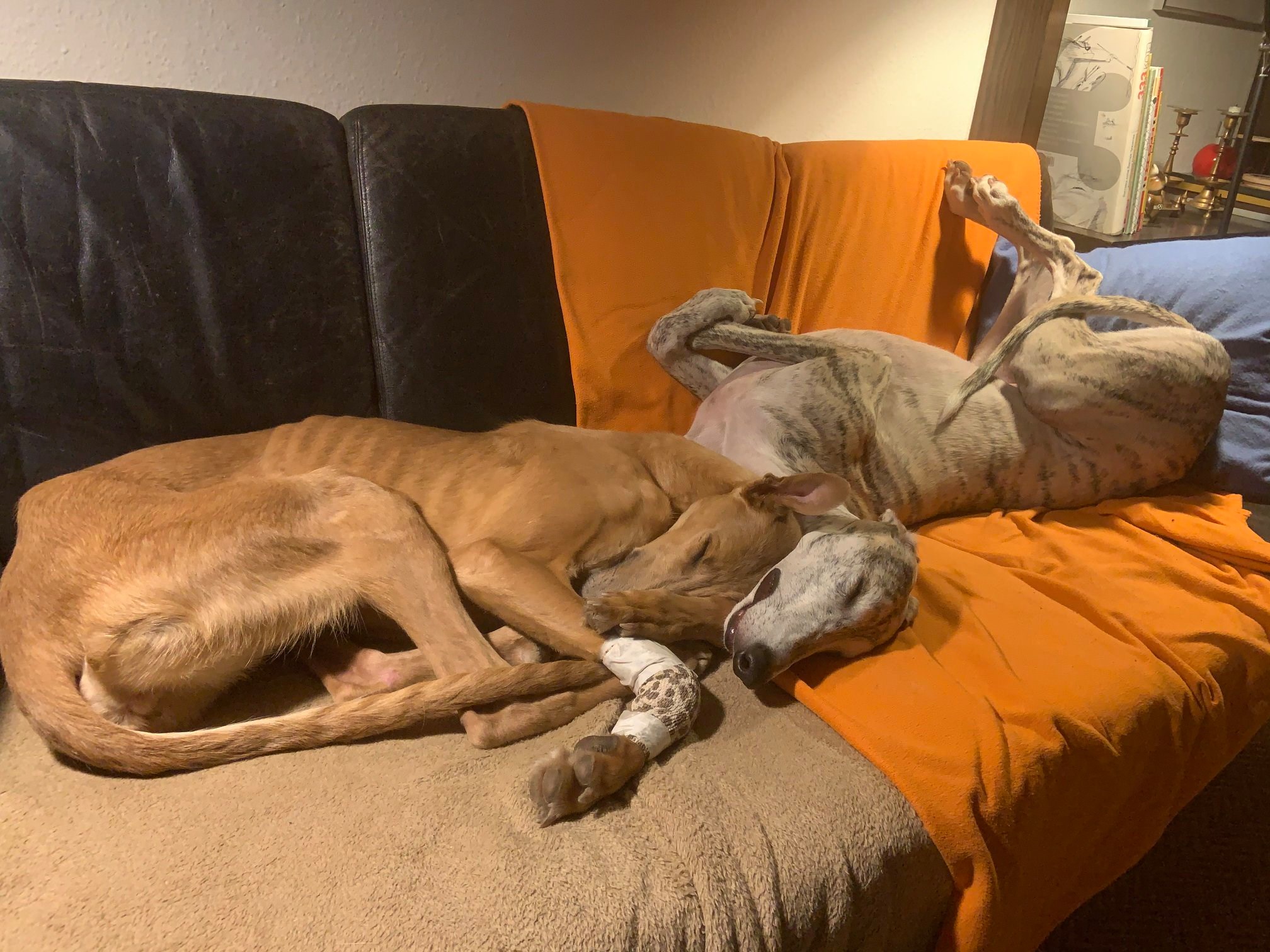 Chortaj-Hündin: Daineri