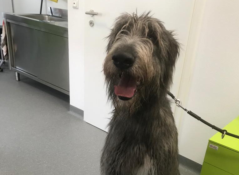 Gandalf sucht eine neue Familie