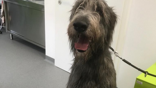 Gandalf sucht eine neue Familie