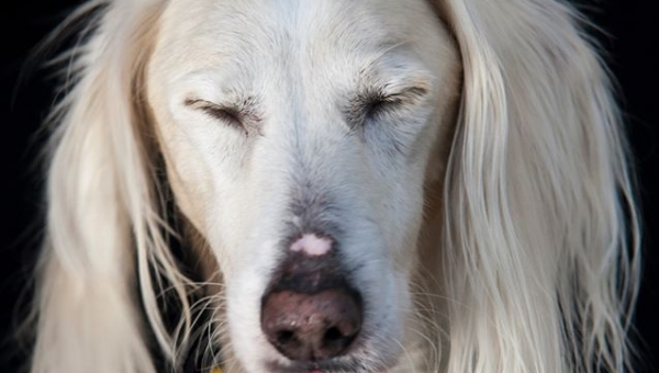 "Ist er nicht eine Wucht?"