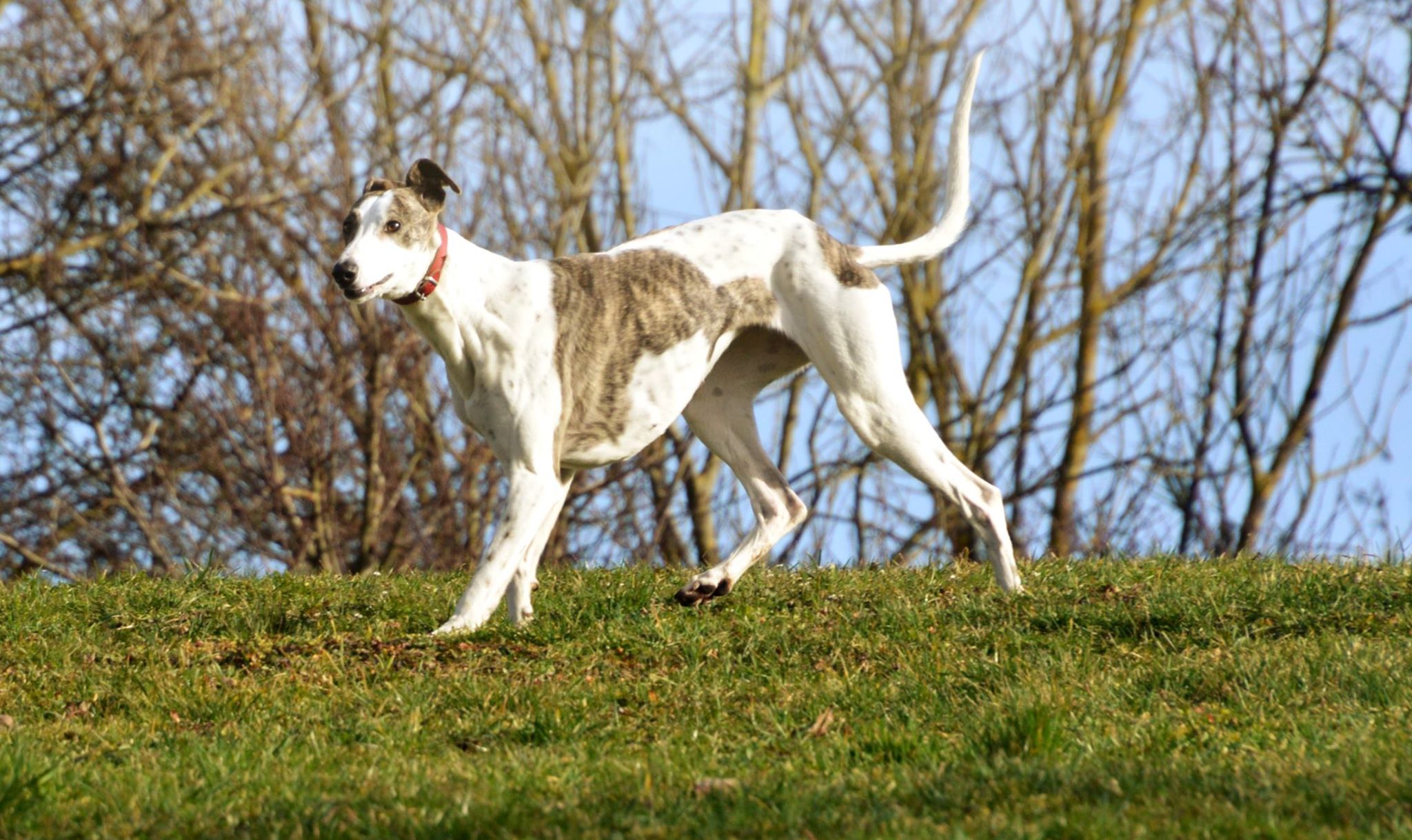 Artimesz im Portrait