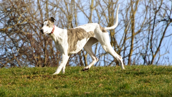 Artimesz im Portrait