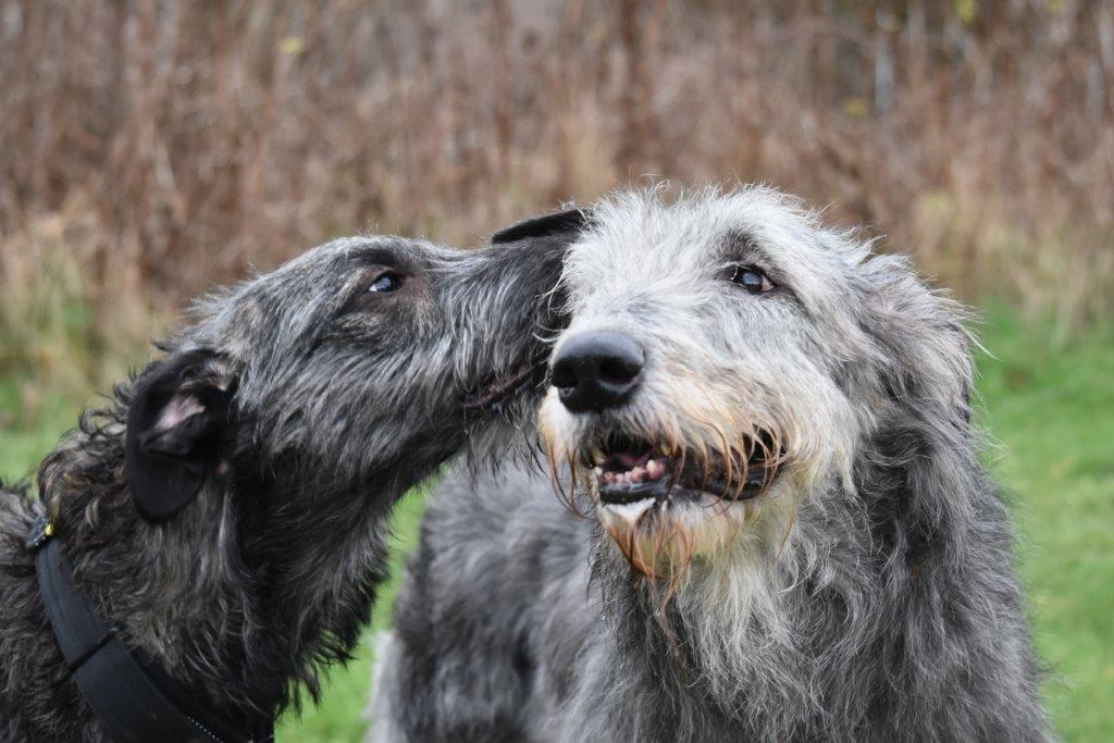 Iris-Wolfhound-Hündin: Tamani