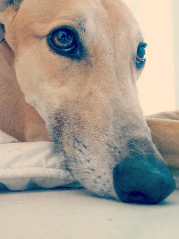 Greyhound-Rüde: SPICY