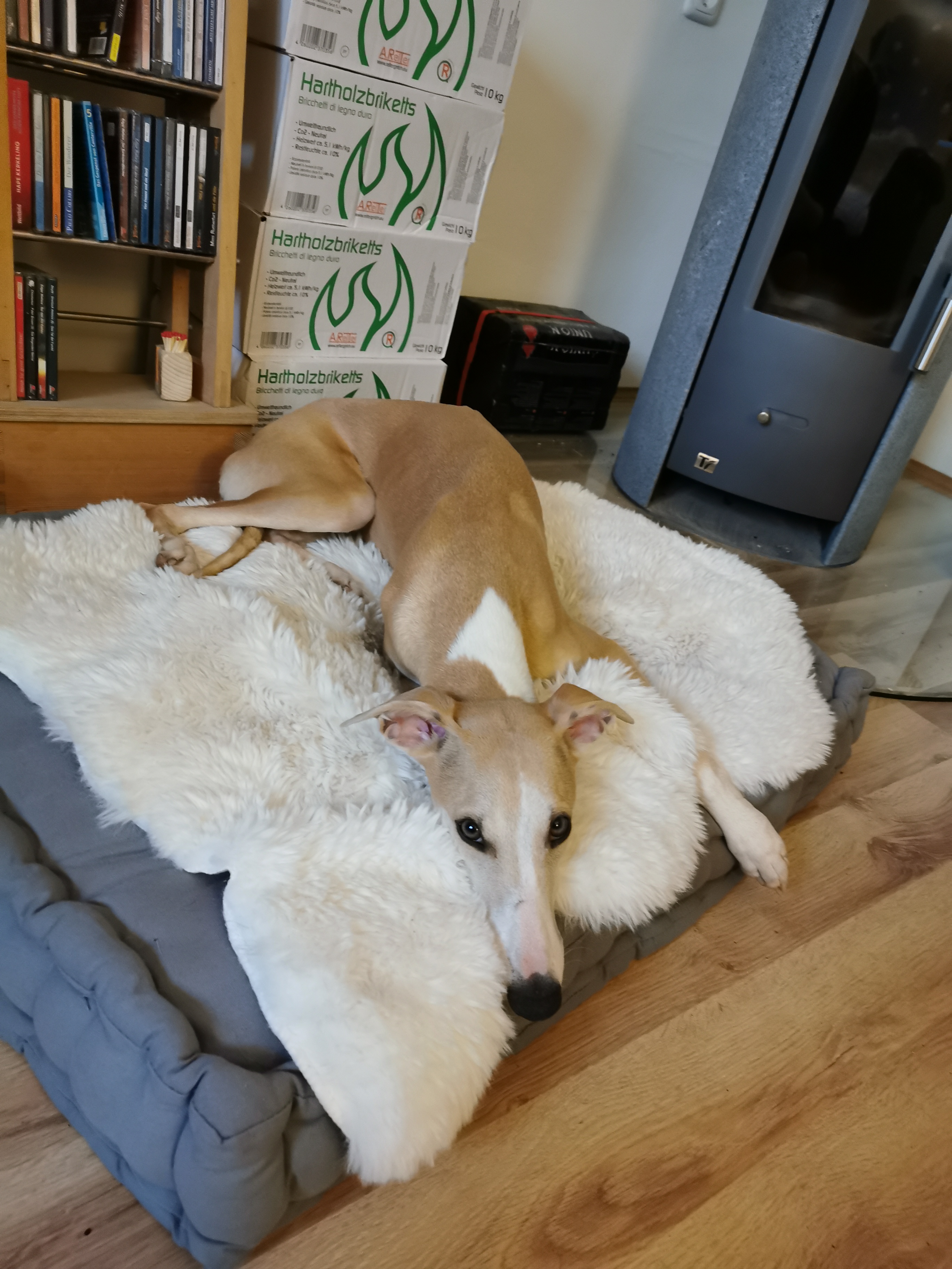 Whippet-Hündin: Emma