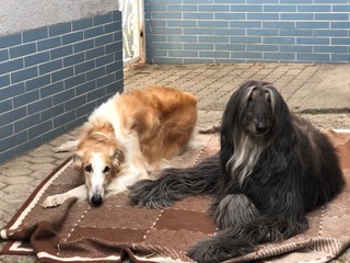 Die schöne Amy ist tot