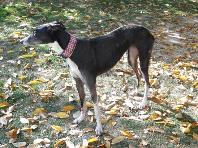 Greyhound-Hündin: PRECIOUS