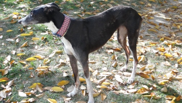 Greyhound-Hündin: PRECIOUS