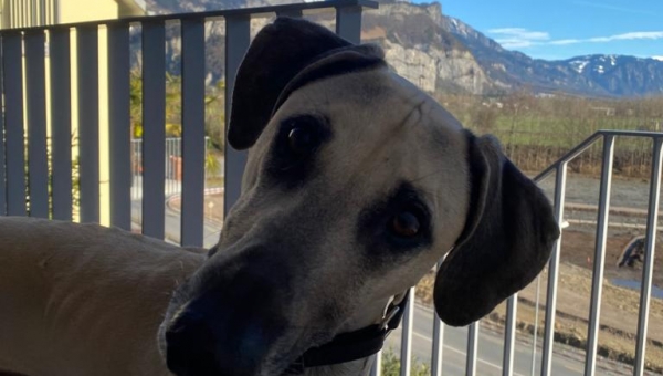 Carlos im Sloughi-Paradies