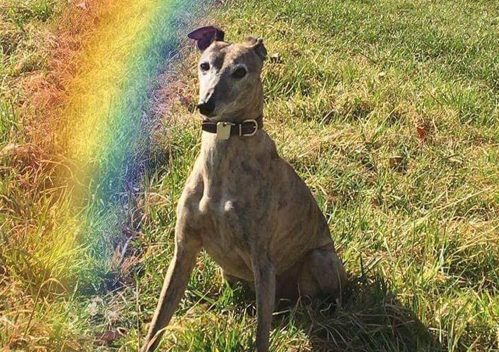 Whippet-Rüde: MARLEY (Filou)
