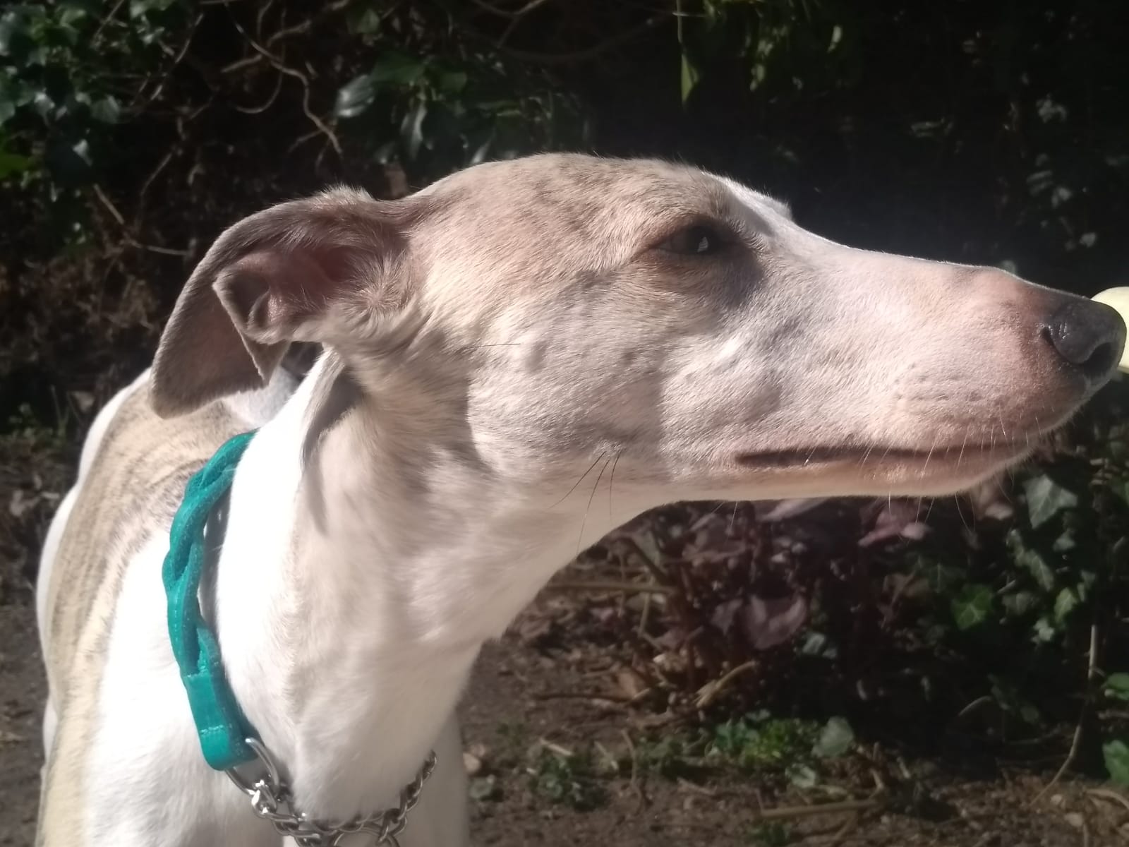 Whippet-Hündin: ELSA