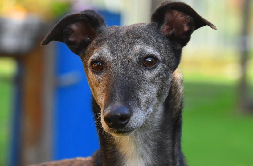 Windhund-Rüde: Snelli