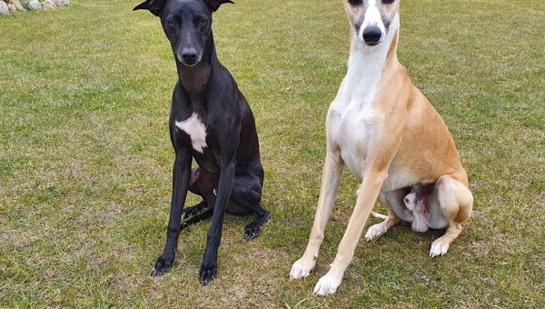 Kalle hat einen neuen Freund