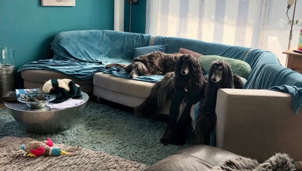 Stay Home - Save Lives