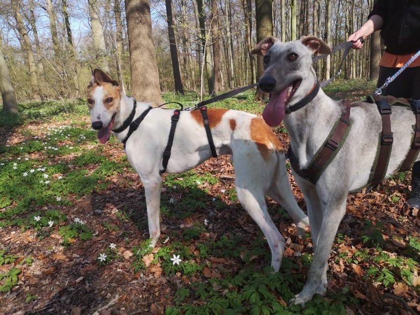 Zwei Windhunde auf der Suche