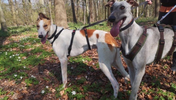 Zwei Windhunde auf der Suche