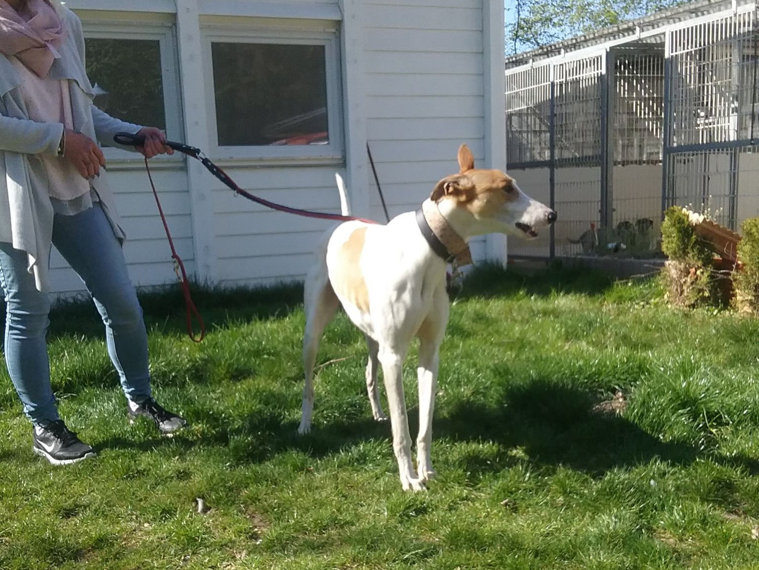 Update Tierheim Ahlen