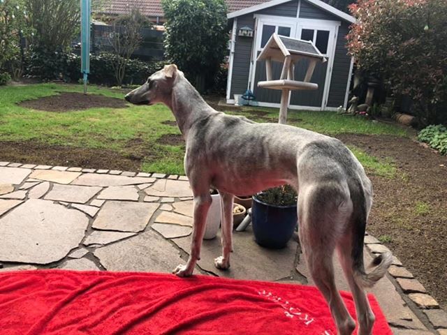 Paloma hat Grüße geschickt