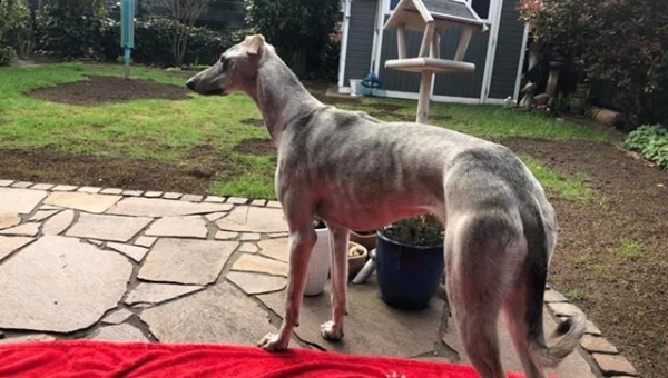 Paloma hat Grüße geschickt