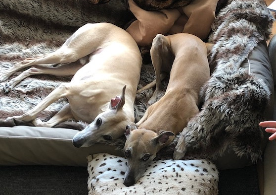 Zwei Whippets auf der Suche