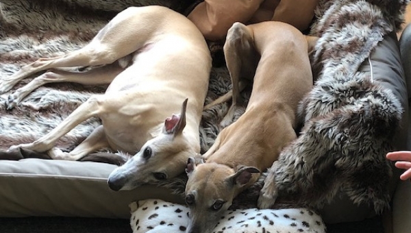 Zwei Whippets auf der Suche