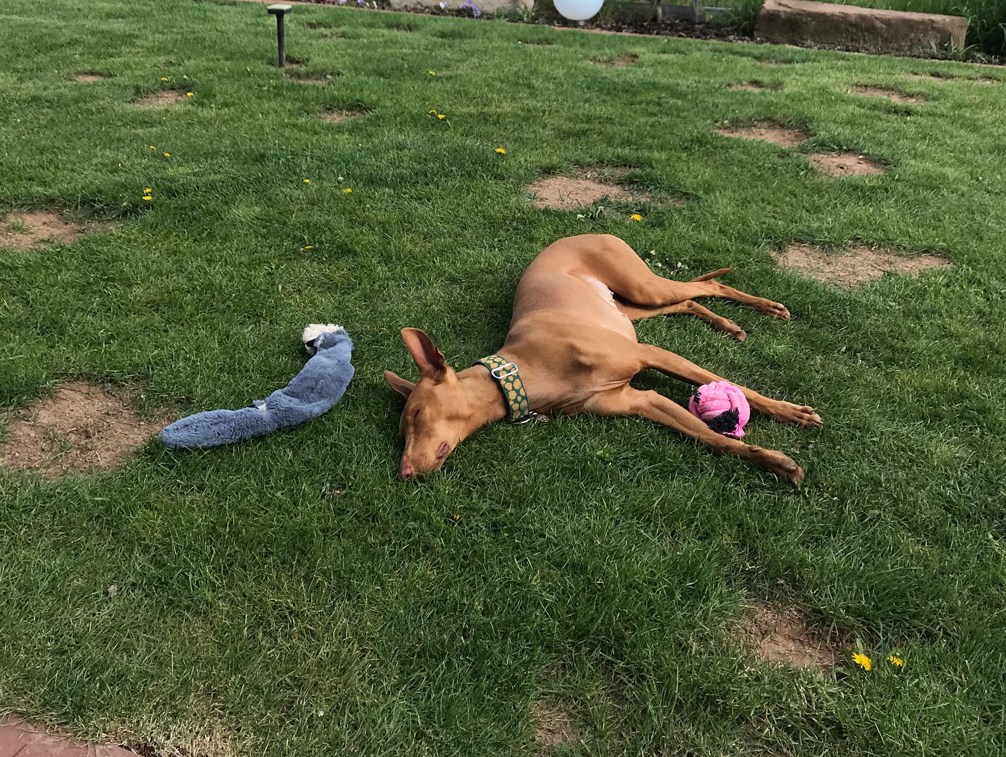 Ginger sendet Grüße