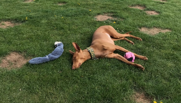 Ginger sendet Grüße