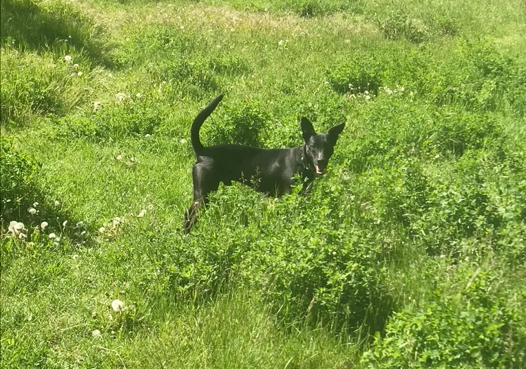 Auch Chhota hat es geschafft