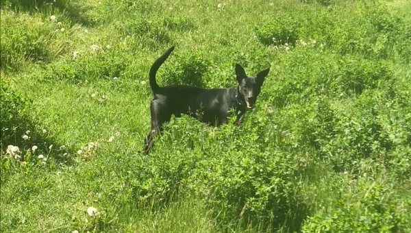 Auch Chhota hat es geschafft