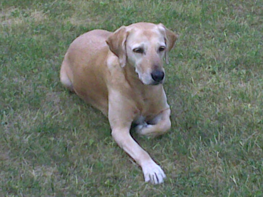 AFGHANEN-LABRADOR-MIX: Ejah