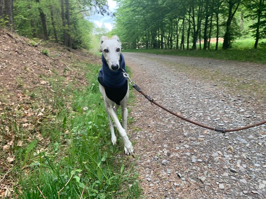 Älteres Galgo-Mächen sucht....
