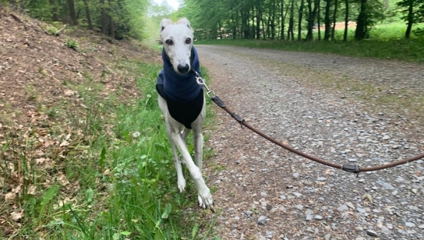 Älteres Galgo-Mächen sucht....