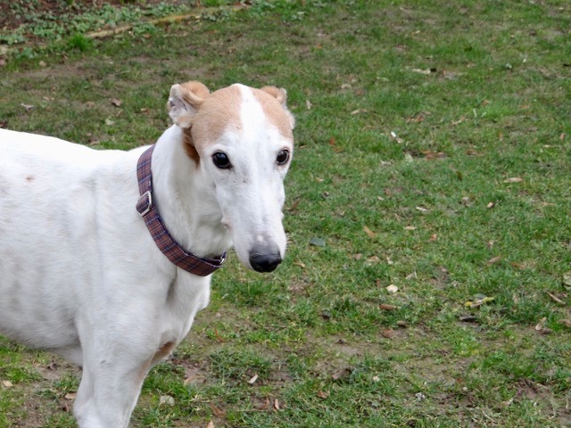 Greyhound-Rüde: D'Artagnan