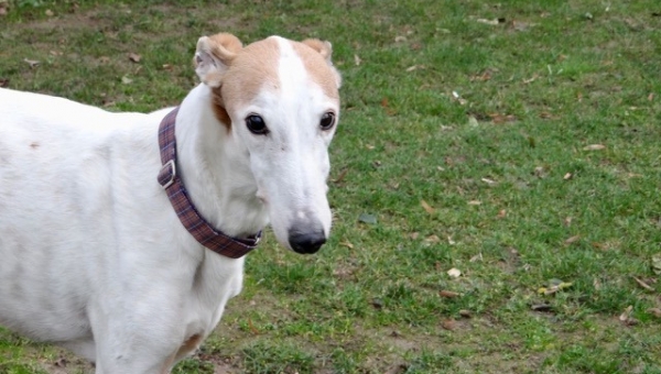 D'Artagnan hat sich auf den Weg gemacht