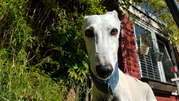 Neue Bilder von Yazu