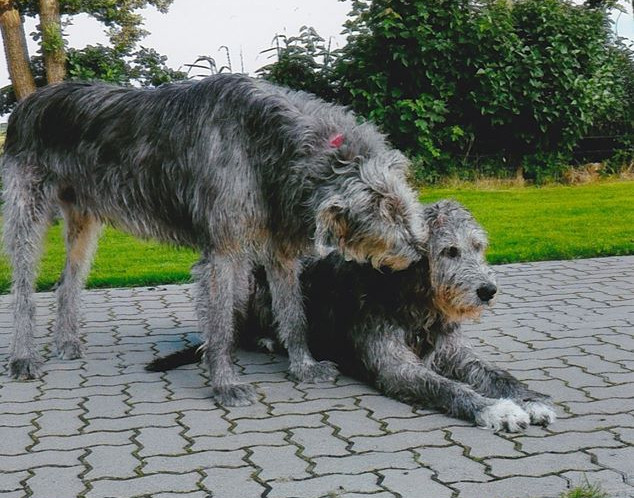 Irish Wolfhound-Rüde: Shadow