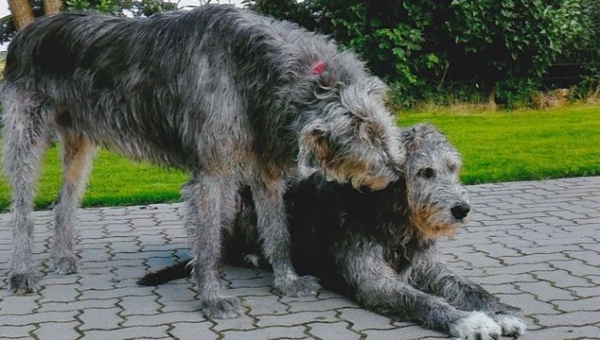 Irish Wolfhound-Rüde: Shadow