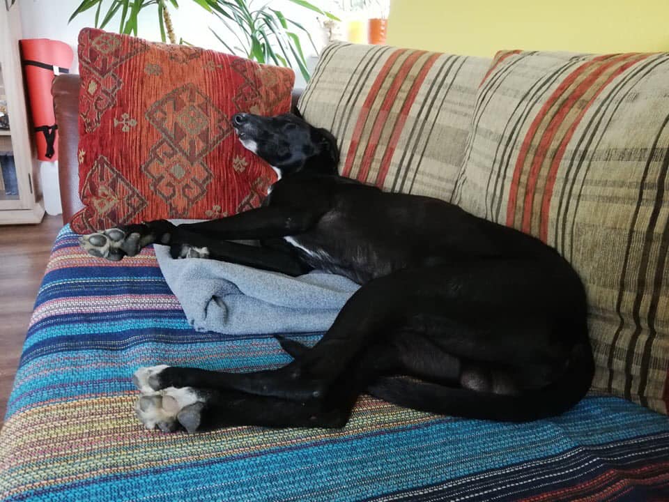 Zeus hat eine Pflegestelle