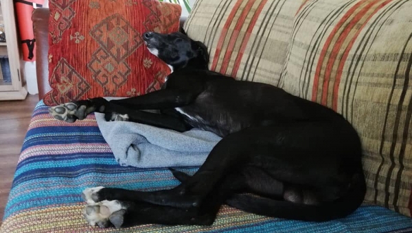 Zeus hat eine Pflegestelle