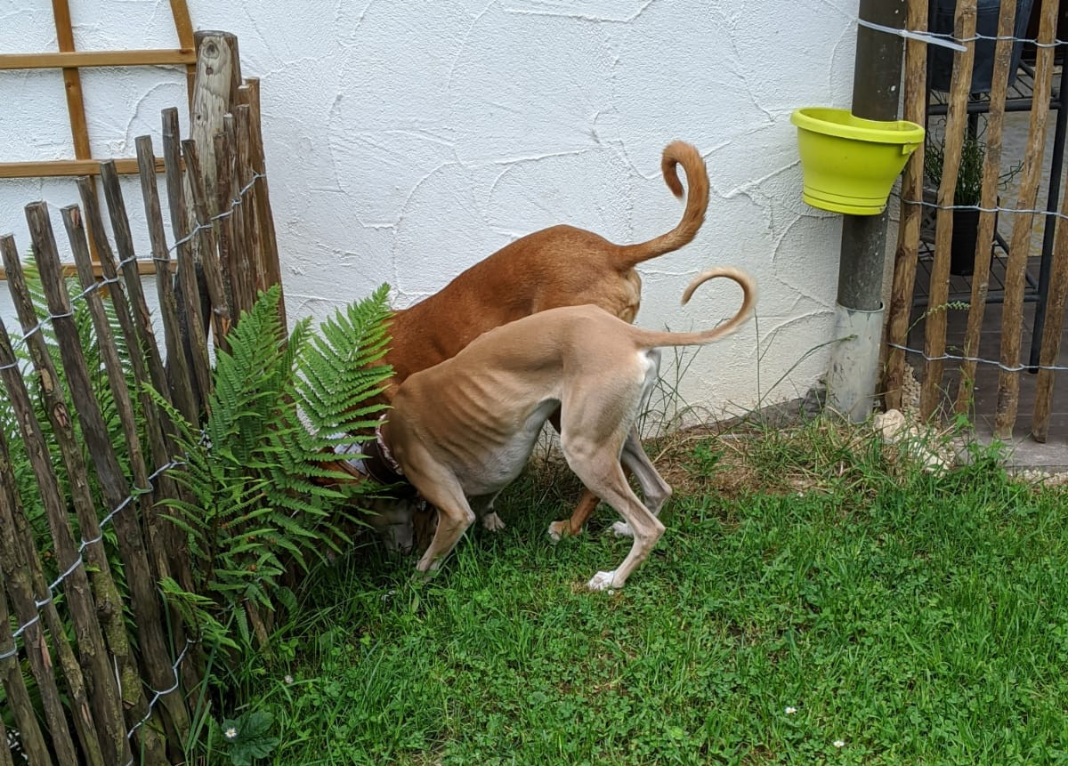 Whippet-Hündin: Luna