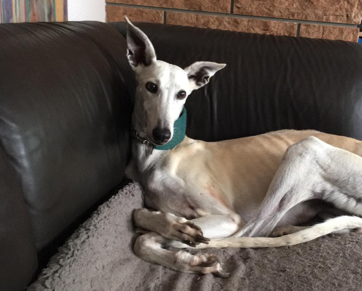 Yazu im eigenen Zuhause