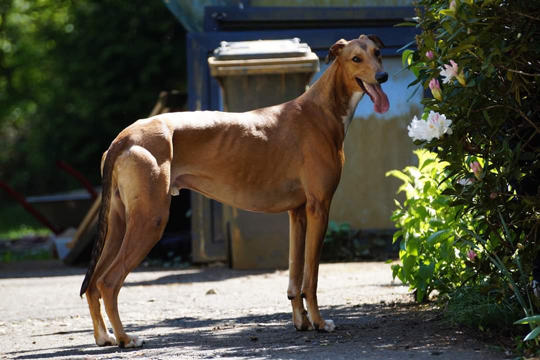 Traummann auf der Suche…