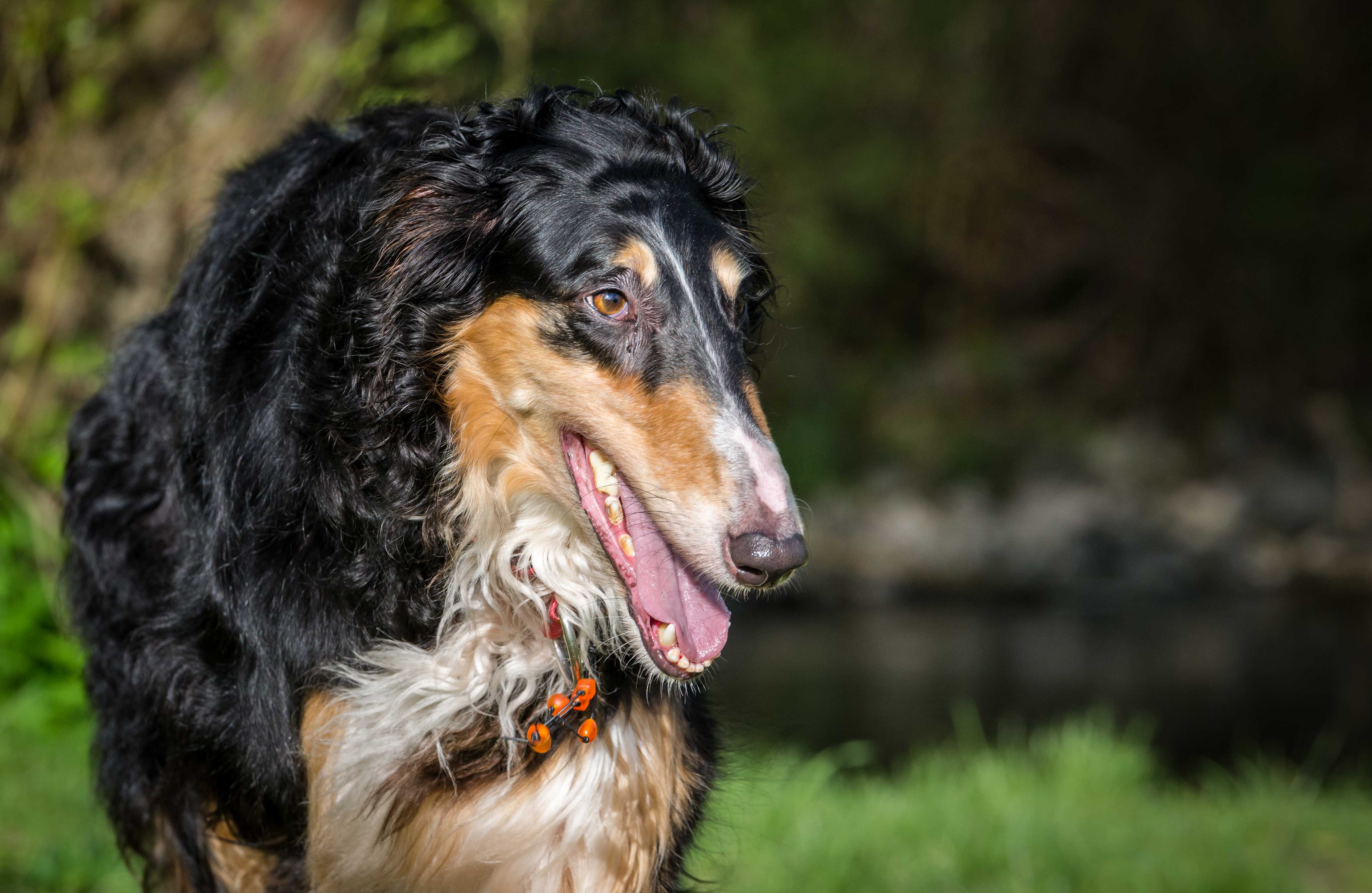 Barsoi-Hündin: MARGA