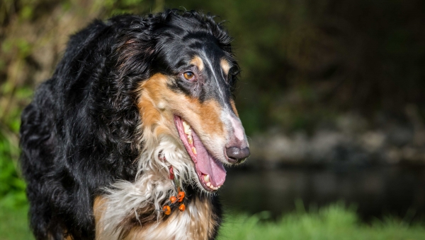 Barsoi-Hündin: MARGA