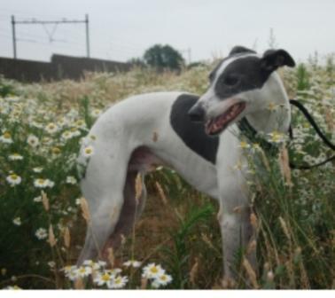 Greyhound-Rüde: SPEEDY