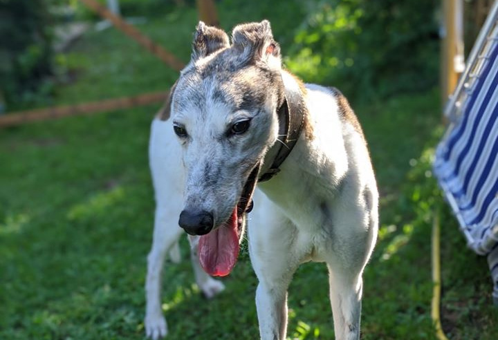 Greyhoundrüde: Jack