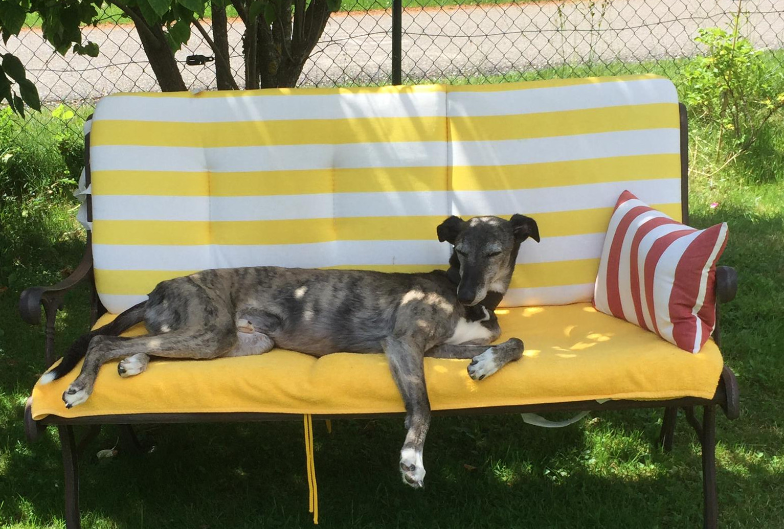 Snelli ist in die Schweiz gezogen!