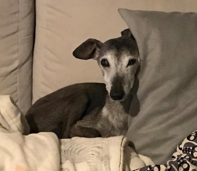 Happy Birthday Amicelli